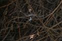 Cyrtophora_citricola_D3189_Z_84_Valle Gran Rey_Spanje